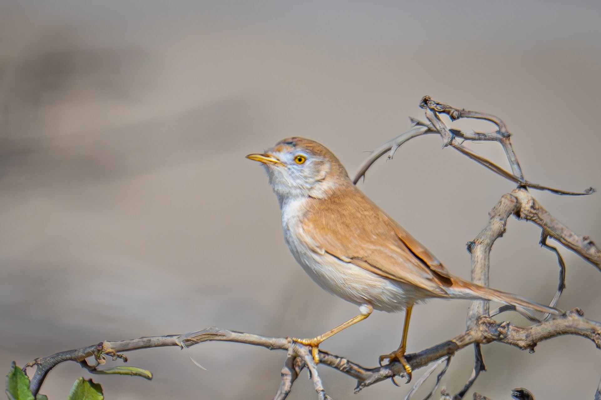 The African warbler, perched on a twig in Haifa. Photo by Oriel Levy.