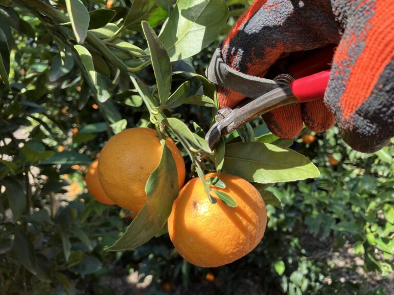 Clipping clementines at Moshav Ohad. Photo by Abigail K. Leichman