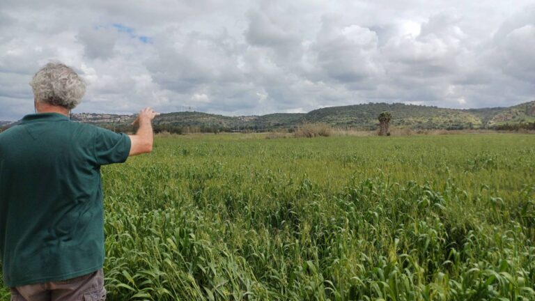 Erez Arad, nature conservation coordinator in Haifa district at SPNI, gestures over one of the agricultural fields that will be rewilded. Photo by Zachy Hennessey
