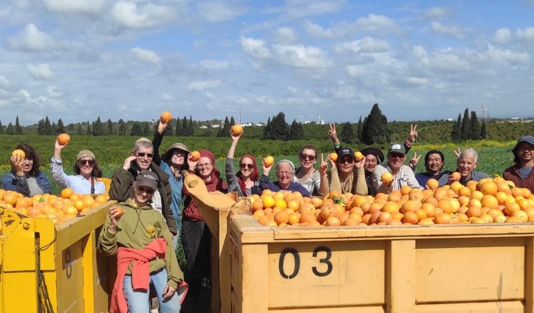 Abigail Leichman, front, with other volunteer grapefruit pickers on Kibbutz Nir Am, March 4, 2024. Photo courtesy of Leket Israel