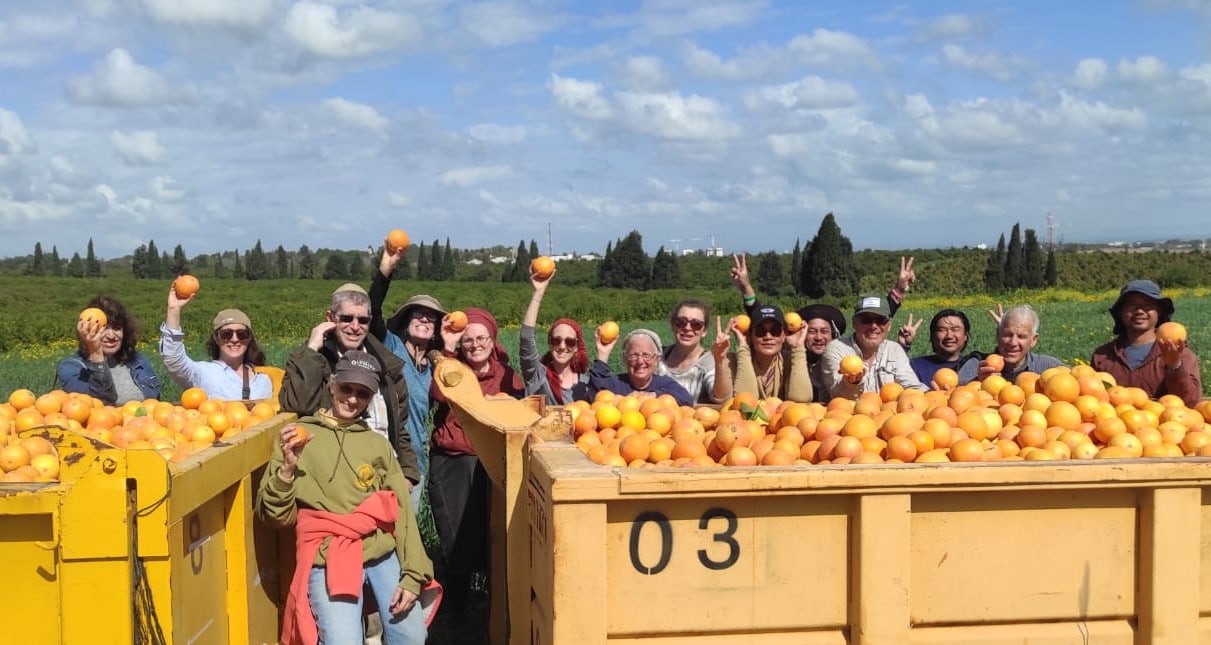 Abigail Leichman, front, with other volunteer grapefruit pickers on Kibbutz Nir Am, March 4, 2024. Photo courtesy of Leket Israel