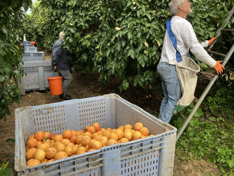 Volunteers picking grapefruits at Kibbutz Nir Am. Photo by Abigail K. Leichman