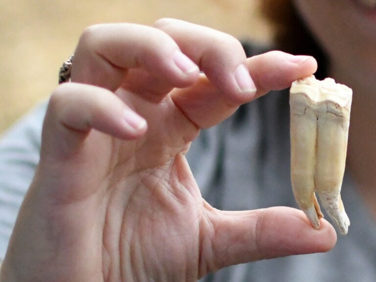Zebra teeth from 'Ubeidiya site excavations. Photo by Yoli Schwartz/Israel Antiquities Authority