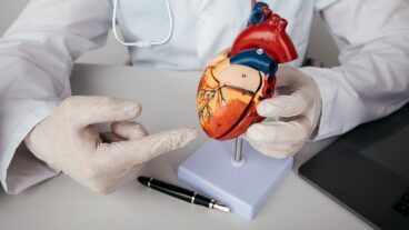 A doctor refers to a model of a human heart. Photo via Shutterstock.