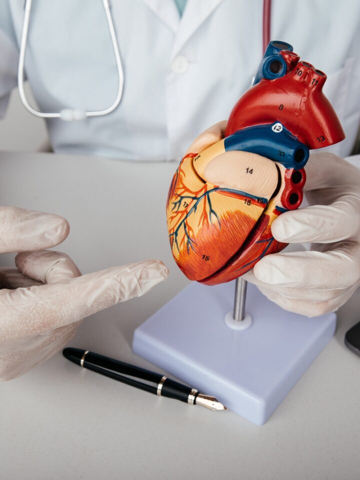 A doctor refers to a model of a human heart. Photo via Shutterstock.