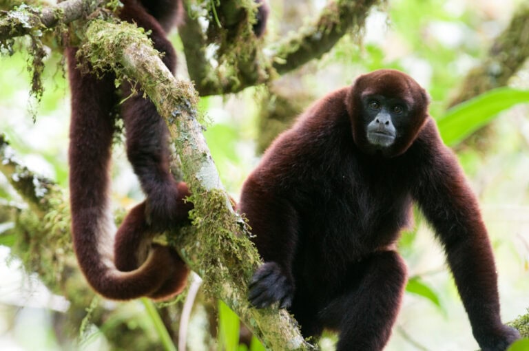 A yellow-tailed woolly monkey in Pampa del Burro. Photo by A. Walmsley/NPC