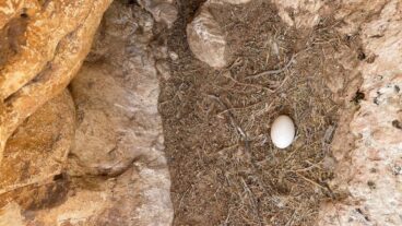 The saved egg inside an incubator. Photo by Israel Nature and Parks Authority
