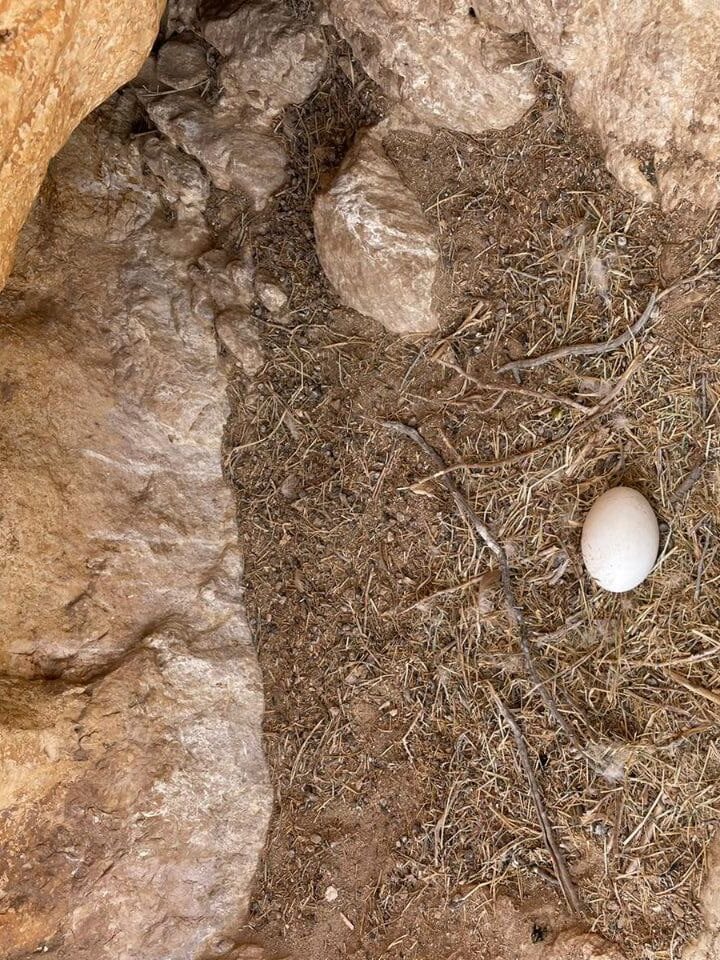 The saved egg inside an incubator. Photo by Israel Nature and Parks Authority