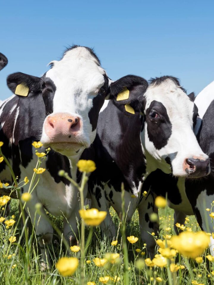 Dairy cows. Photo by Shutterstock