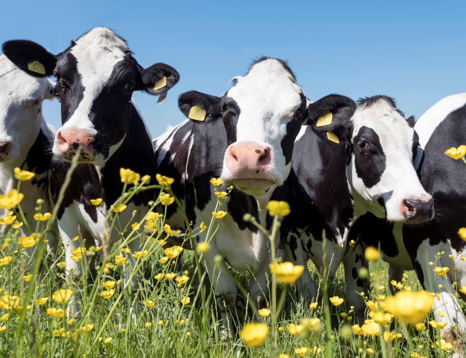 Dairy cows. Photo by Shutterstock