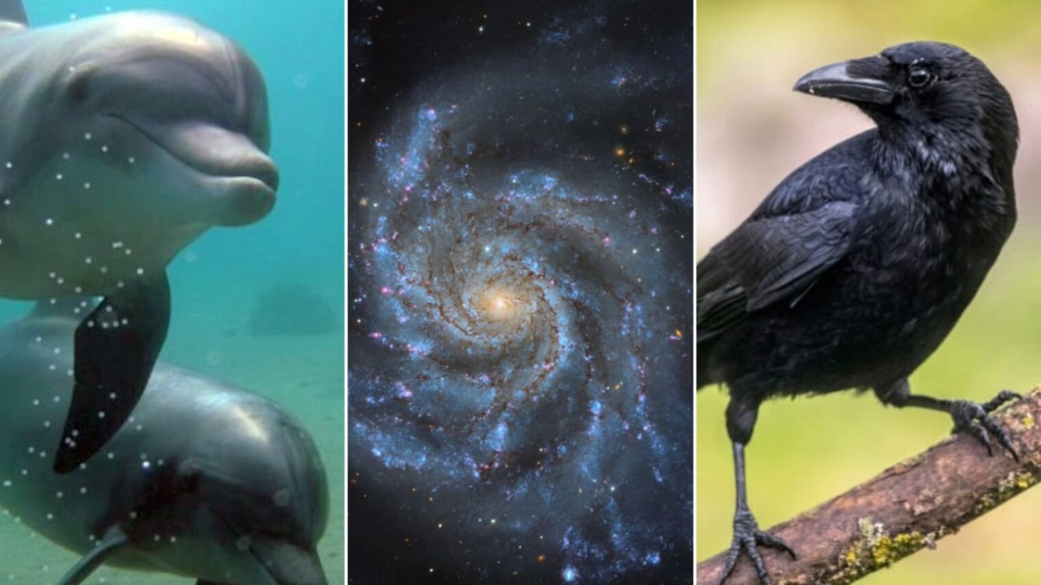 Photo collage, from left: a dolphin by Hagai Nativ/Morris Kahn Marine Research, University of Haifa; Pinwheel Galaxy by Travis Deyoe/Mount Lemmon SkyCenter, University of Arizona; and a crow by Rudmer Zwerver via Shutterstock.