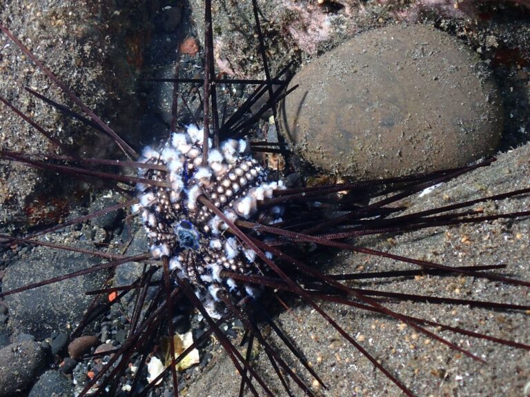 An infected sea urchin on Reunion Island, in the Indian Ocean. Photo by Jean-Pascal Quod