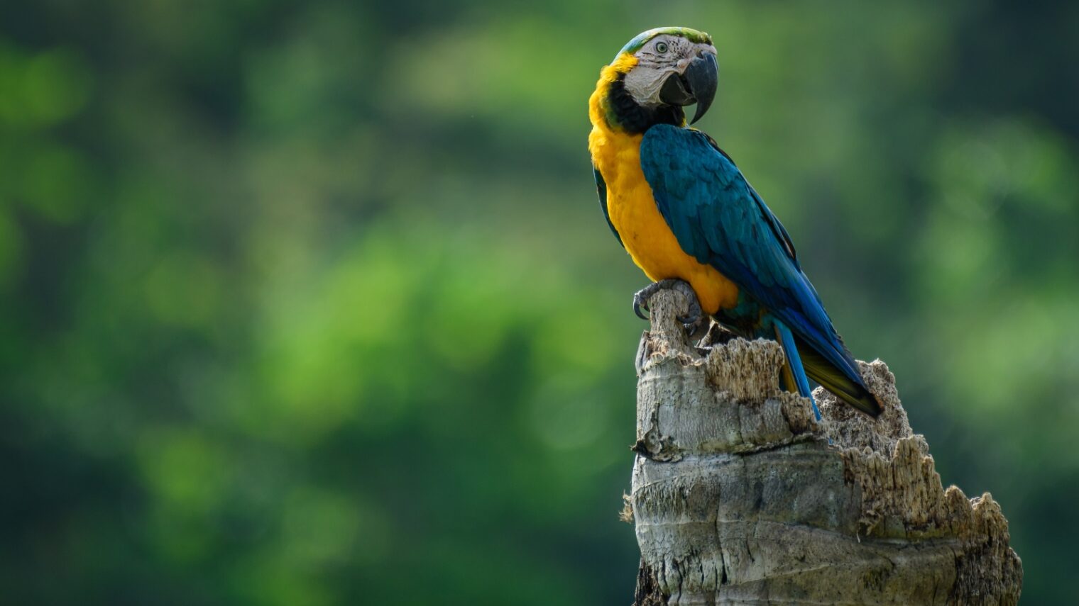 A blue-and-yellow macaw at home in Magdalena Valley, Colombia. Photo by Santiago Rosado