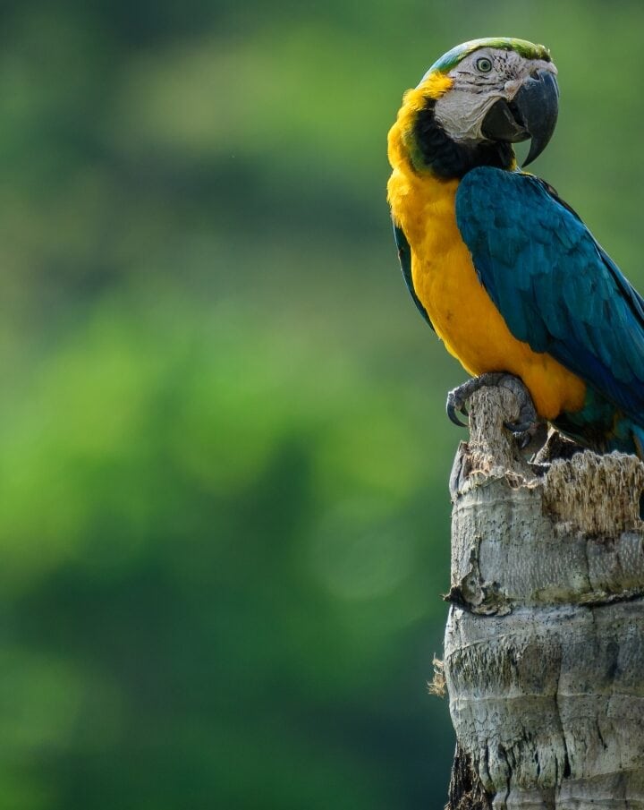 A blue-and-yellow macaw at home in Magdalena Valley, Colombia. Photo by Santiago Rosado