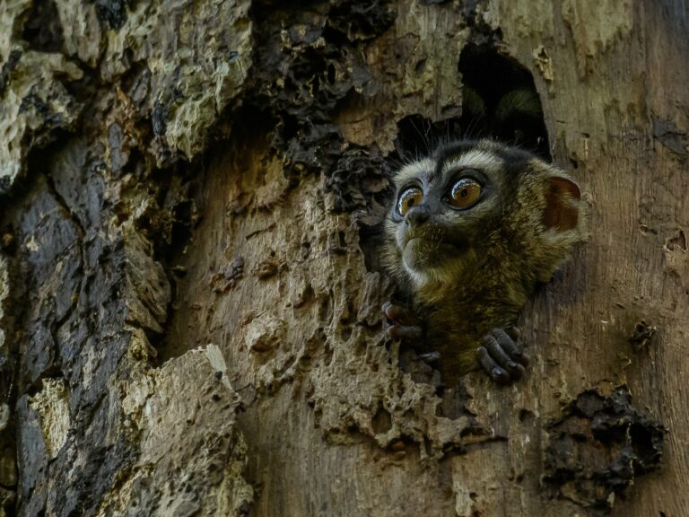 A grey-handed night monkey peeks out of its habitat in Magdalena Valley, Colombia. Photo by Santiago Rosado
