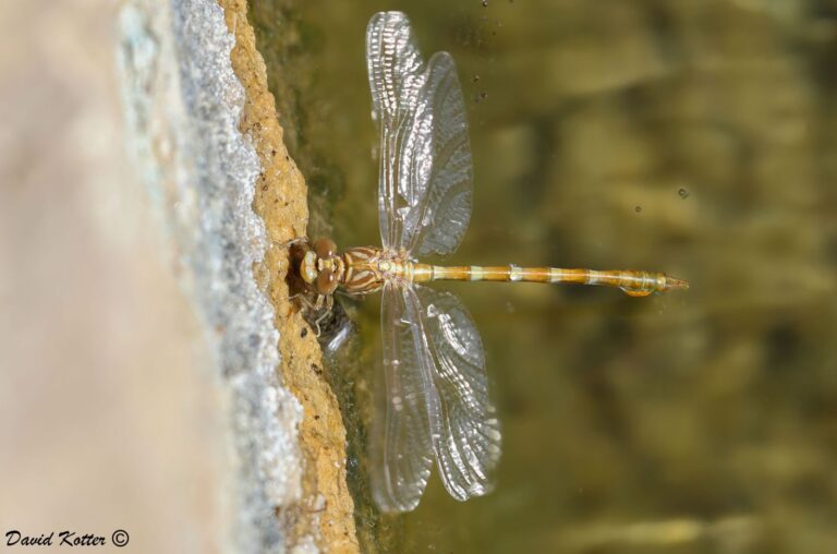 Like most dragonflies, Paragomphus sinaiticus loves hanging out in the water. Photo by David Kotter