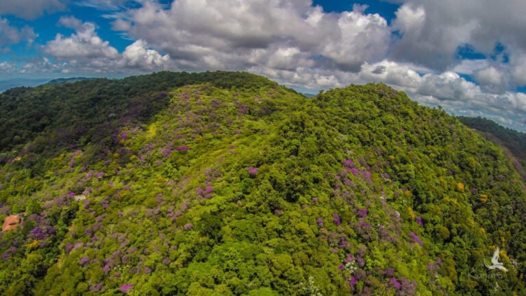 Serra Bonita in Brazil, one of nine biodiversity hotspots crowd-purchased through This is My Earth. Photo by Kanarô