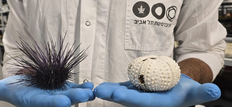 The sea urchin Diadema setosum before (left) and after (right) mortality. The white skeleton is exposed following tissue disintegration and loss of spines. Photo via Tel Aviv University
