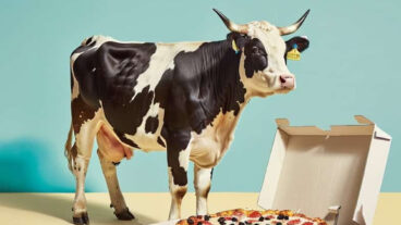 A cow looms over a boxed pizza. Image courtesy of NewMoo
