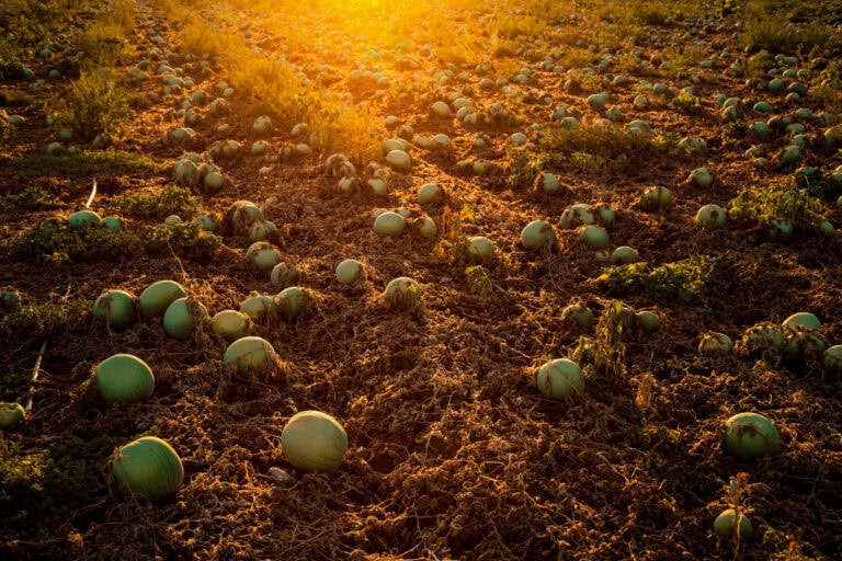 Watermelons growing in the Jezreel Valley. Photo by Anat Hermony/Flash90