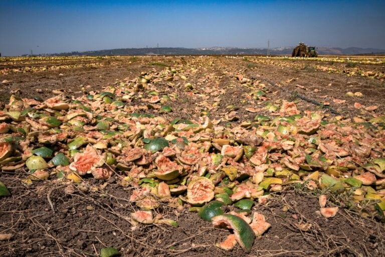 Watermelons that have been cracked open to harvest their seeds. Photo by Anat Hermony/Flash90