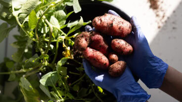 Genetically modified potatoes grown at PoLoPo lab. Photo by Tal Shahar