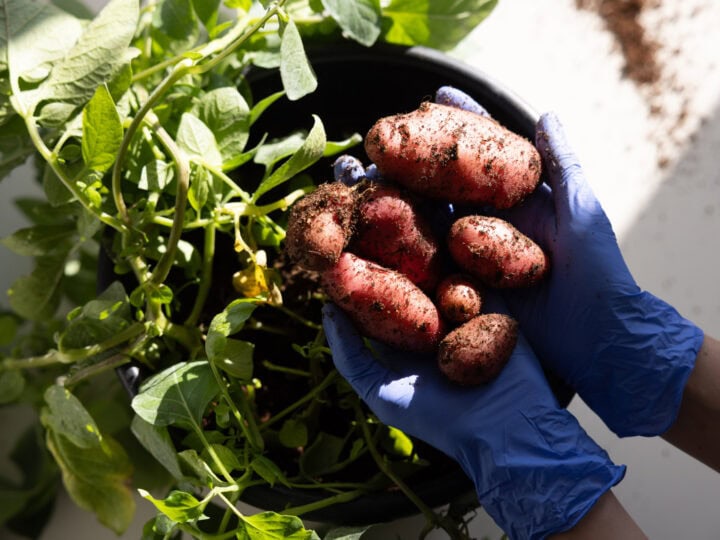 Genetically modified potatoes grown at PoLoPo lab. Photo by Tal Shahar