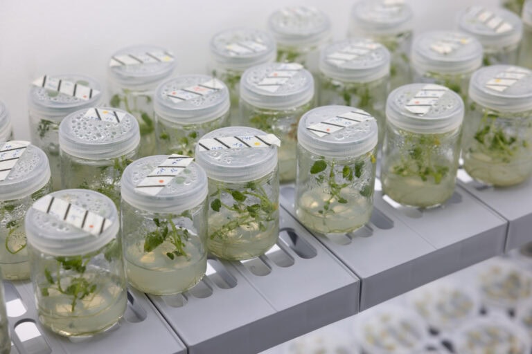 Potato plants genetically modified to produce egg protein at a PoLoPo lab. Photo by Tal Shahar