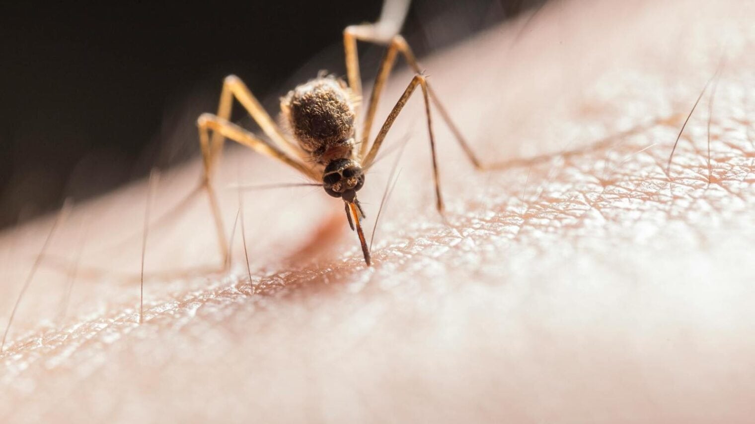 Female mosquitos can carry deadly diseases. Photo by Jimmy Chan on Pexels.com