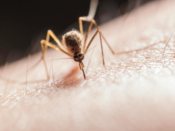 Female mosquitos can carry deadly diseases. Photo by Jimmy Chan on Pexels.com